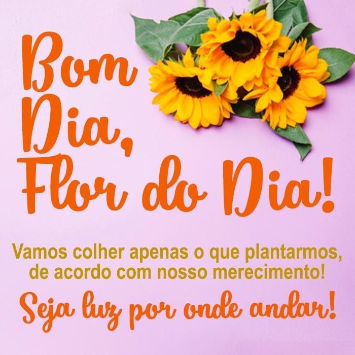 Frases de Bom dia para Status