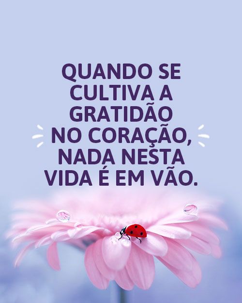 Status de Gratidão – 97 Frases para Mostrar o Quanto é Grato – Frases ...
